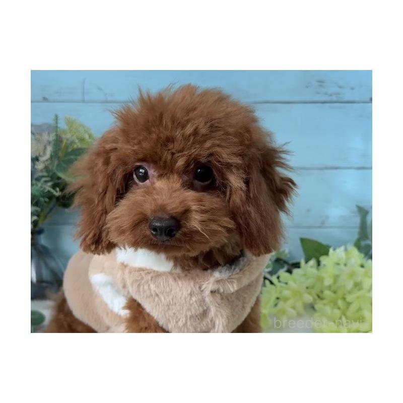 販売中の埼玉県のタイニープードル-423505の5枚目