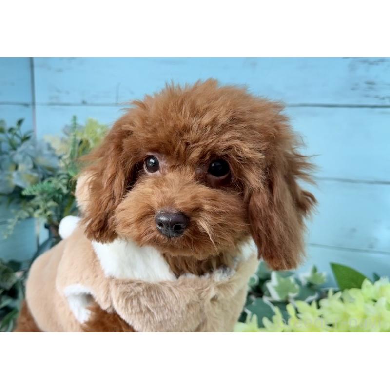 販売中の埼玉県のタイニープードル-423505の4枚目