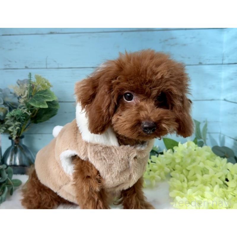 販売中の埼玉県のタイニープードル-423505の3枚目