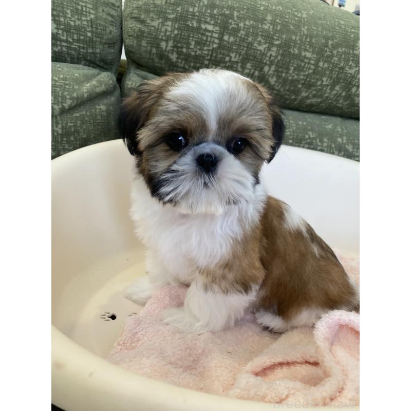 販売中の福岡県のシーズー-428550の7枚目