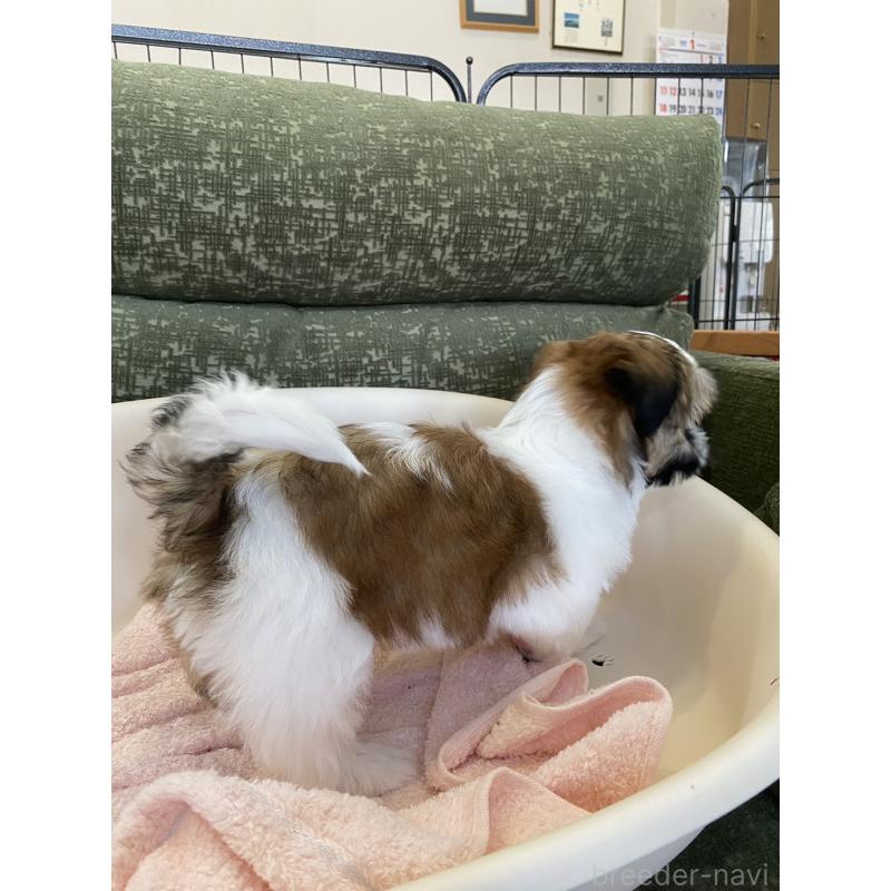 販売中の福岡県のシーズー-428550の6枚目