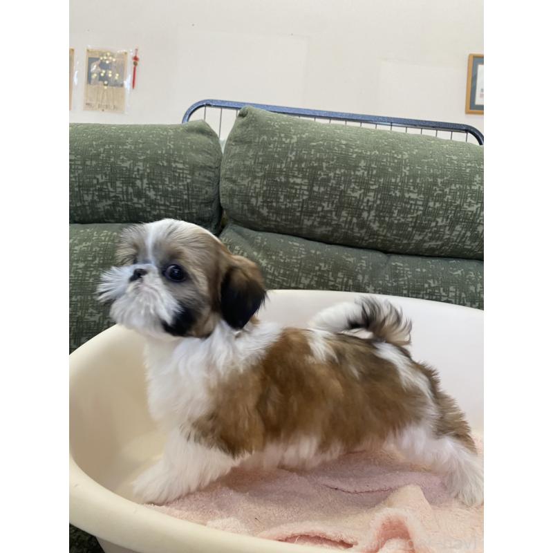 販売中の福岡県のシーズー-428550の5枚目