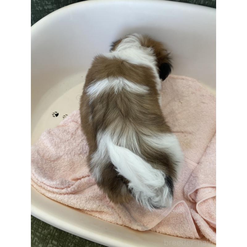 販売中の福岡県のシーズー-428550の4枚目