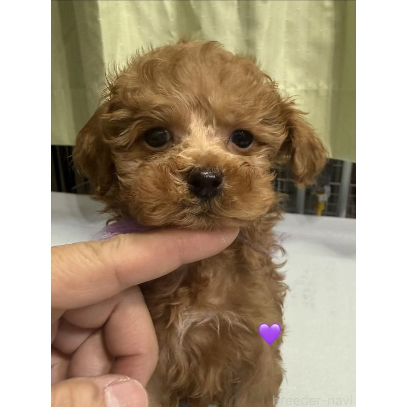 販売中の愛知県のトイプードル-429425の3枚目