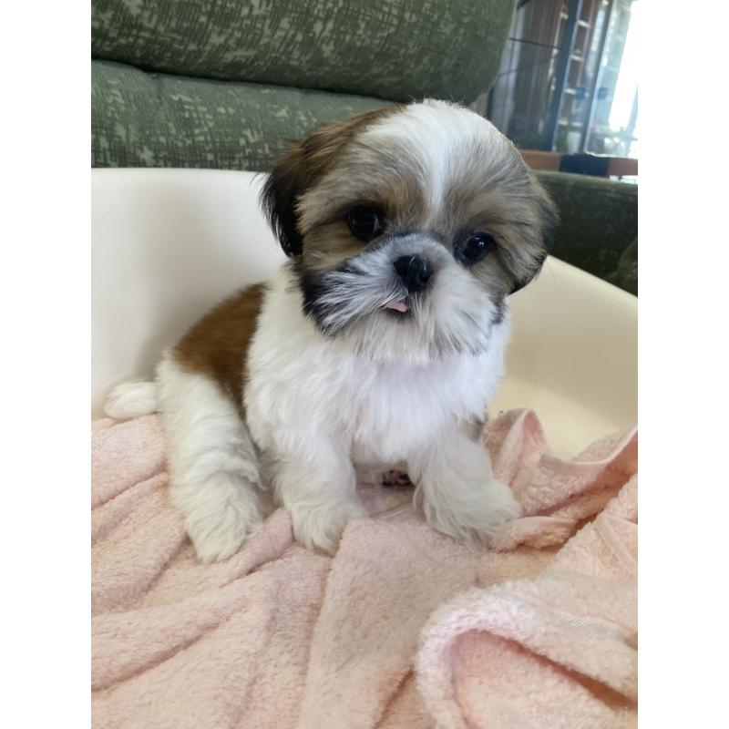 販売中の福岡県のシーズー-428550の2枚目