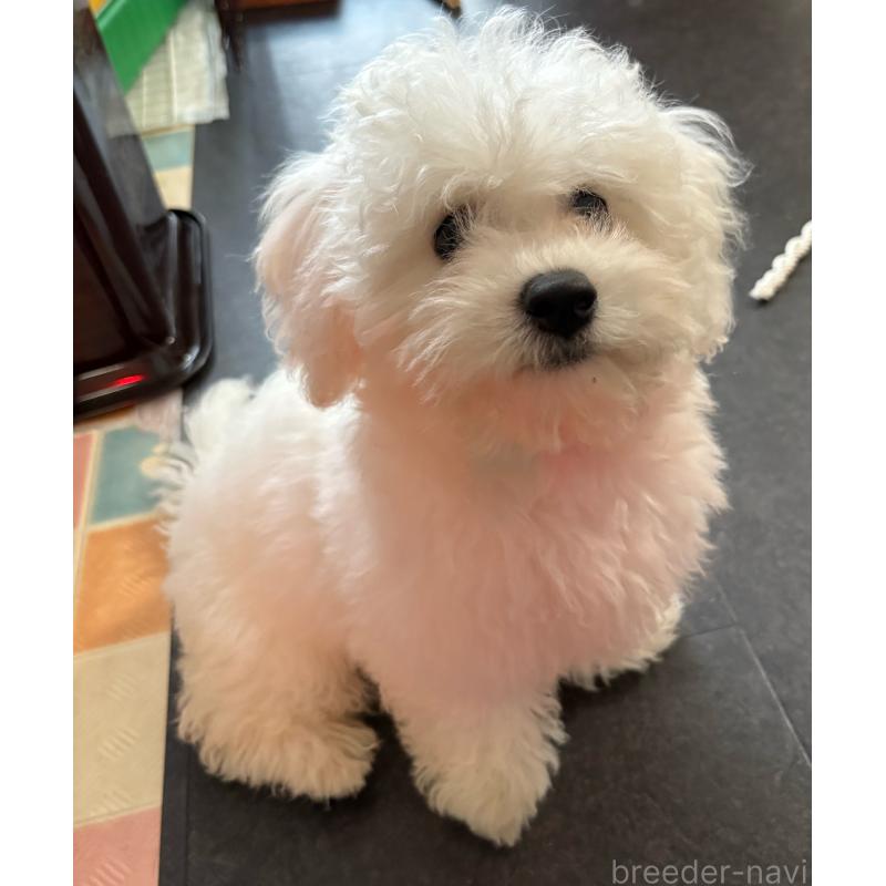 販売中の愛知県のビションフリーゼ-437007の4枚目