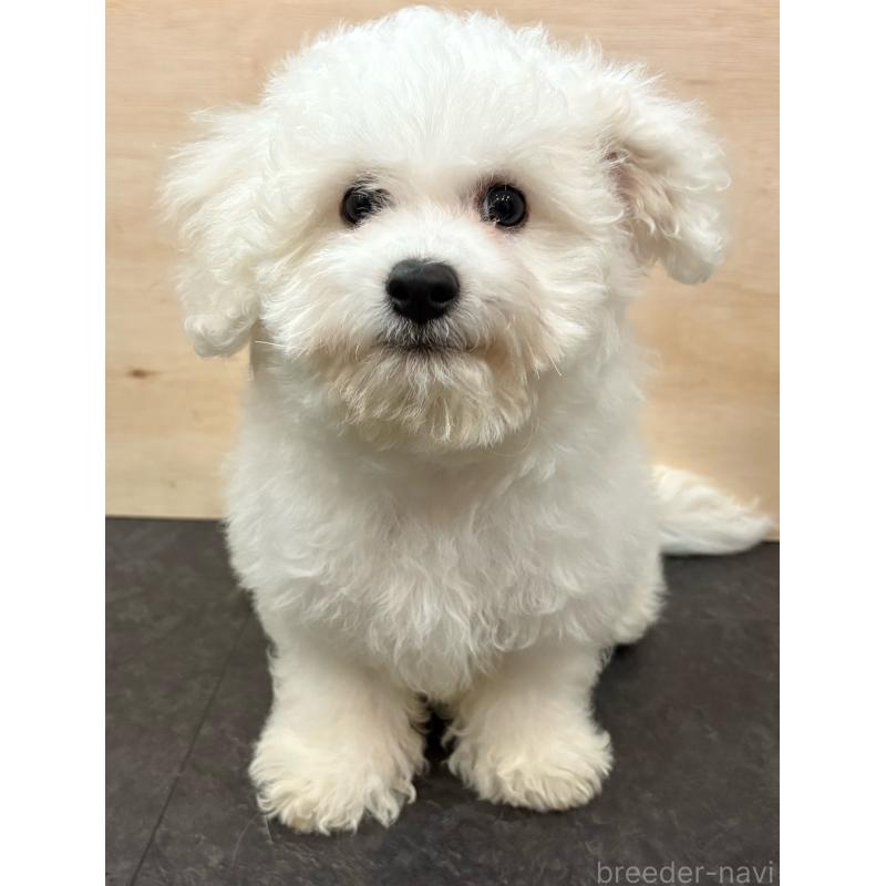 販売中の愛知県のビションフリーゼ-437007の3枚目