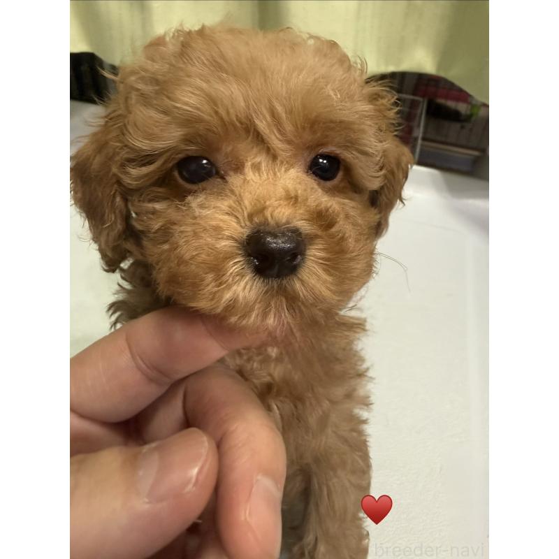 販売中の愛知県のトイプードル-429420の5枚目