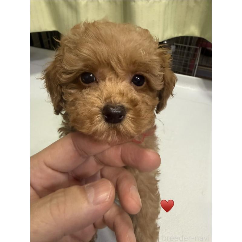 販売中の愛知県のトイプードル-429420の4枚目