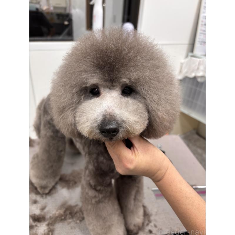 販売中の宮崎県のトイプードル-424740の4枚目