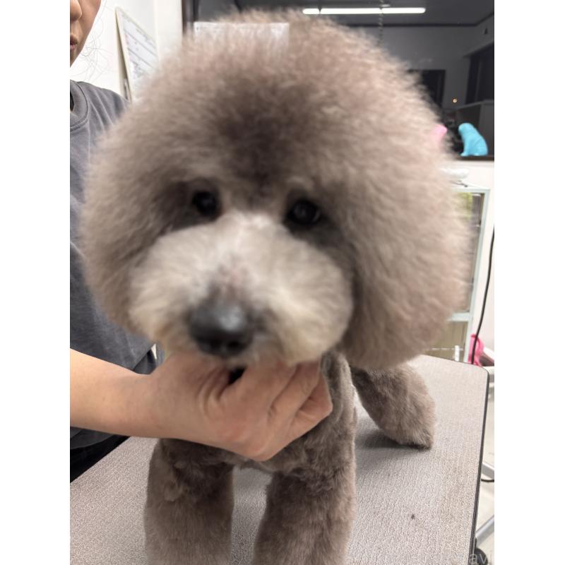 販売中の宮崎県のトイプードル-424740の3枚目