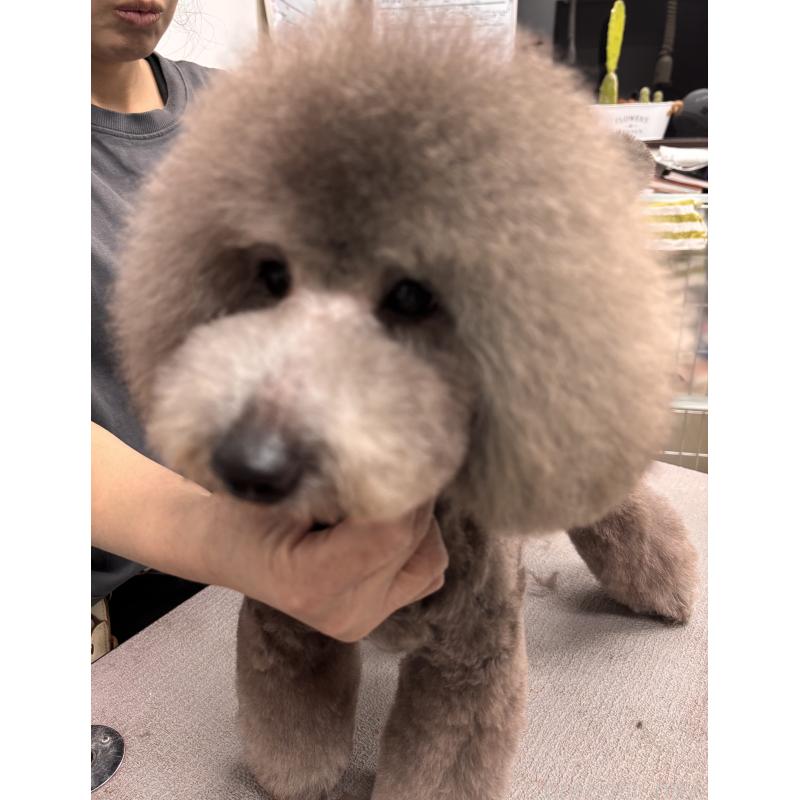 販売中の宮崎県のトイプードル-424740の2枚目