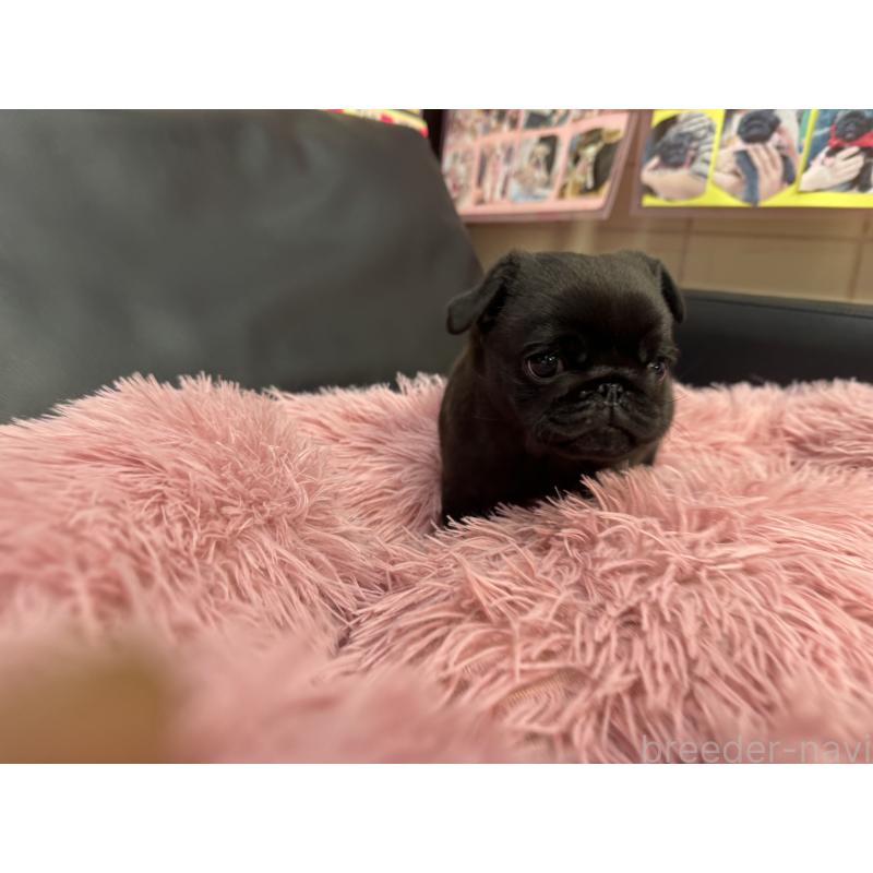 成約済の岐阜県のパグ-432074の6枚目