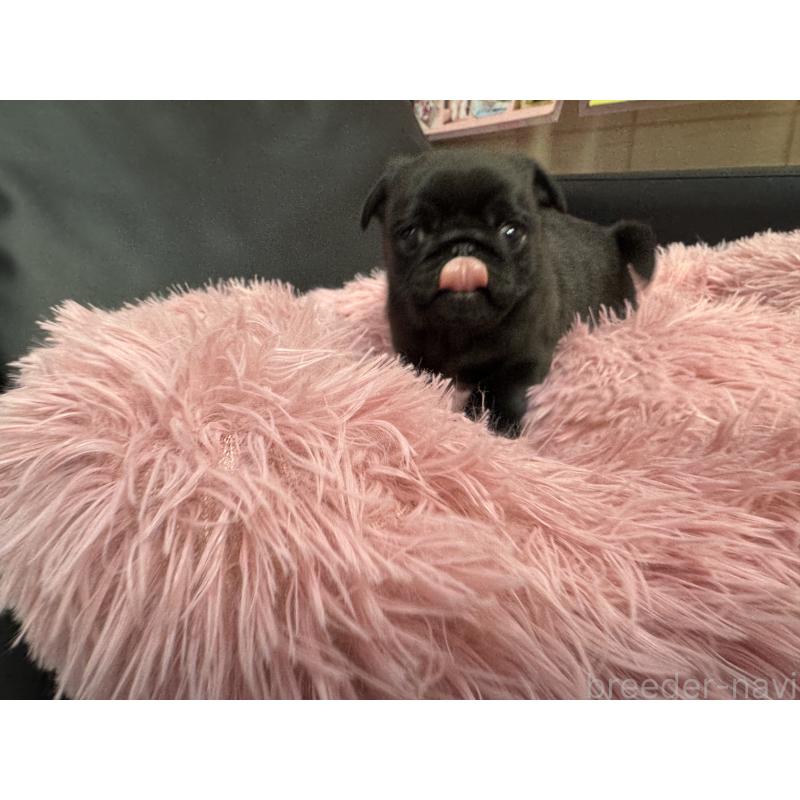 成約済の岐阜県のパグ-432074の4枚目