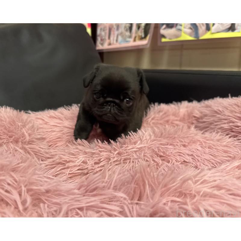 成約済の岐阜県のパグ-432074の3枚目