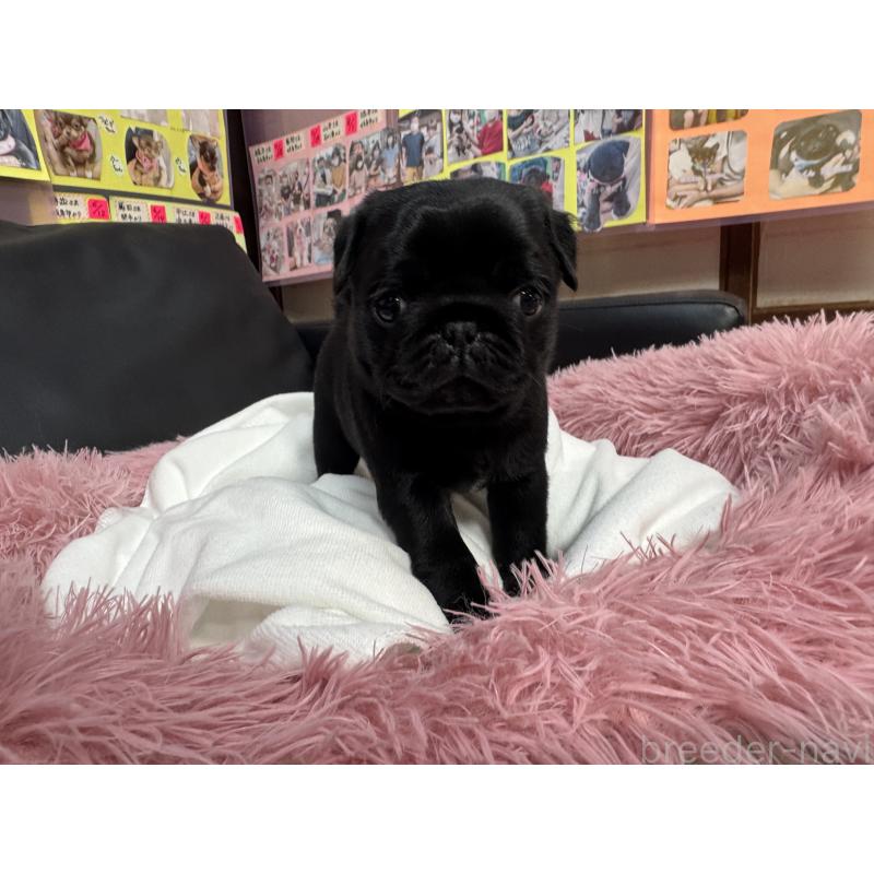 成約済の岐阜県のパグ-432151の8枚目