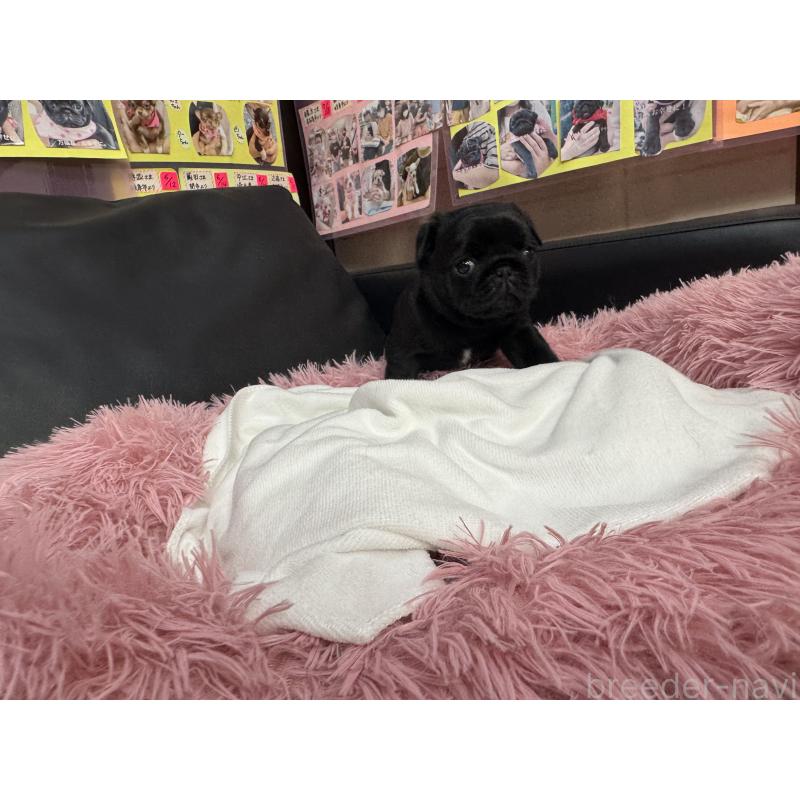 成約済の岐阜県のパグ-432151の6枚目