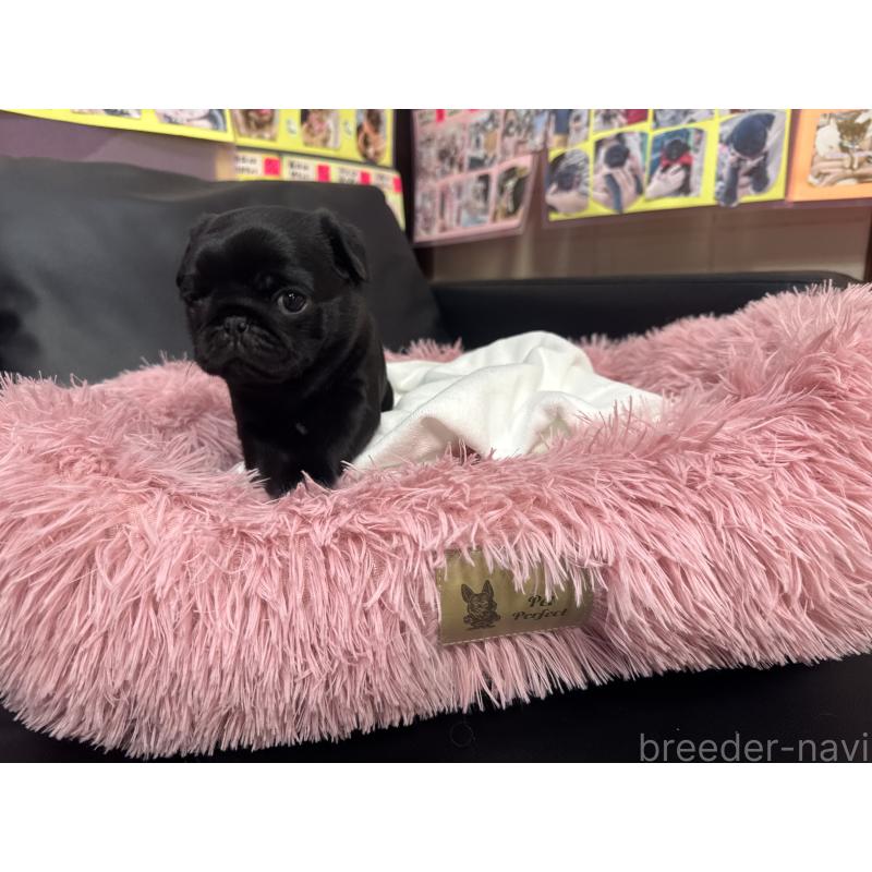 成約済の岐阜県のパグ-432151の5枚目