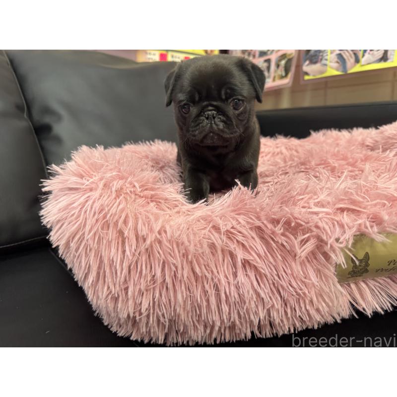 商談中の岐阜県のパグ-432076の5枚目