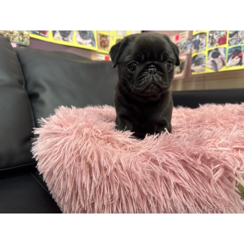 商談中の岐阜県のパグ-432076の4枚目