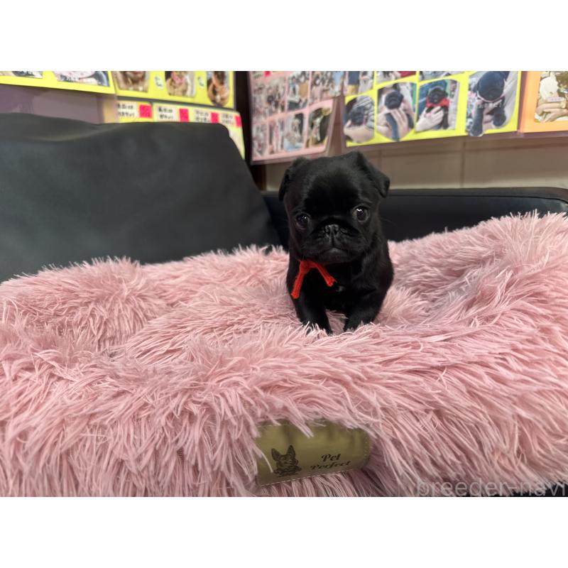 成約済の岐阜県のパグ-432078の7枚目