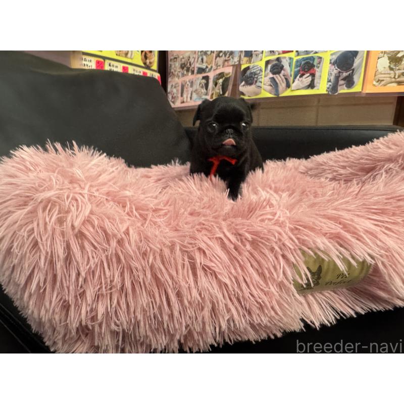 成約済の岐阜県のパグ-432078の6枚目