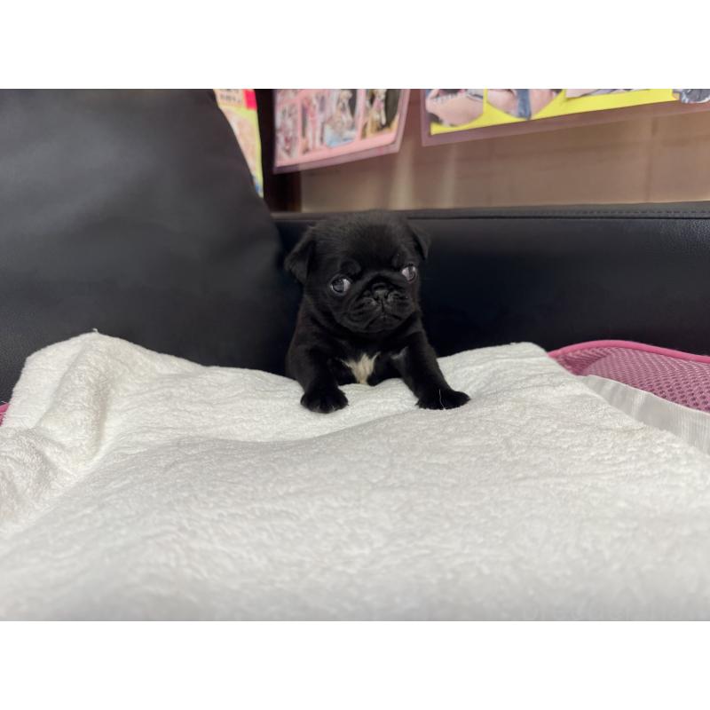 販売中の岐阜県のパグ-437008の8枚目