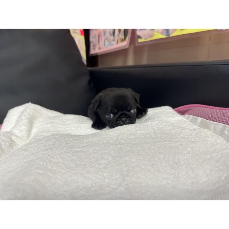 販売中の岐阜県のパグ-437008の7枚目