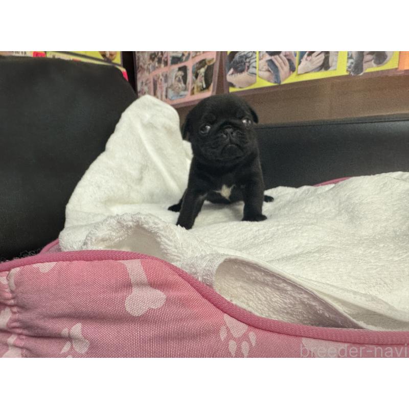 販売中の岐阜県のパグ-437008の6枚目