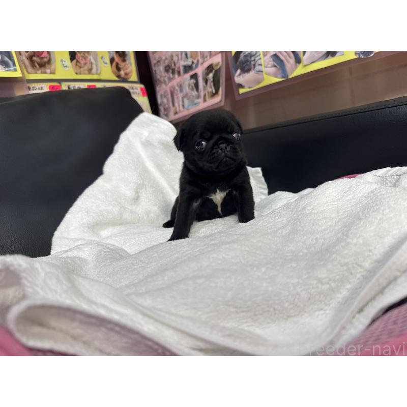 販売中の岐阜県のパグ-437008の5枚目
