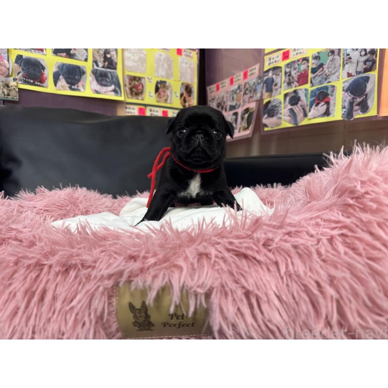 成約済の岐阜県のパグ-432152の8枚目