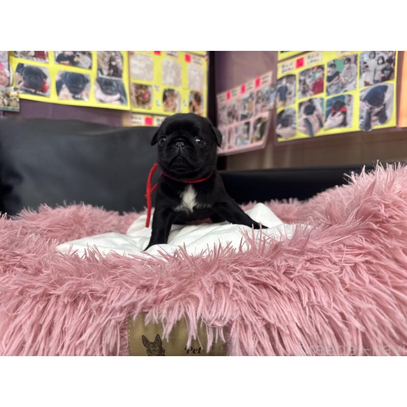 成約済の岐阜県のパグ-432152の7枚目