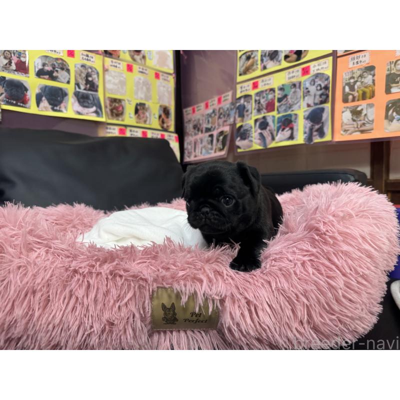 成約済の岐阜県のパグ-432154の7枚目