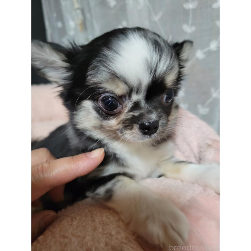 成約済の千葉県のチワワ(ロングコート)-424177の7枚目