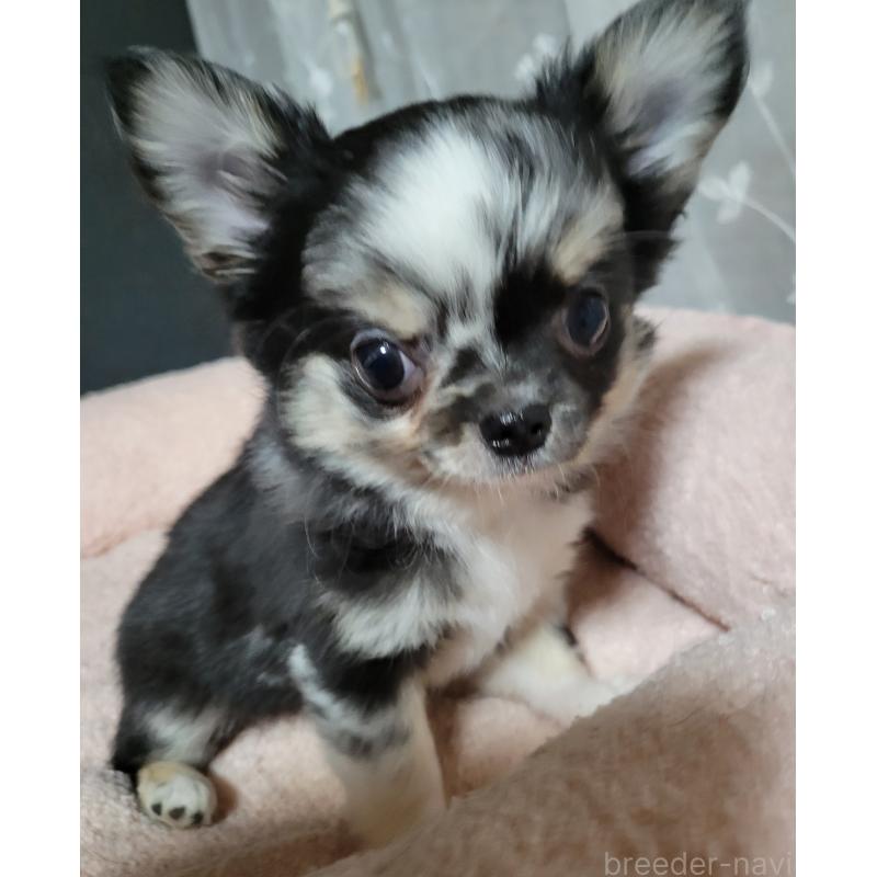 成約済の千葉県のチワワ(ロングコート)-424177の5枚目