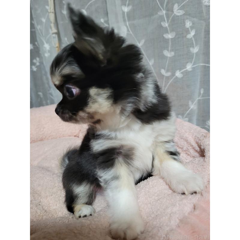 成約済の千葉県のチワワ(ロングコート)-424177の4枚目