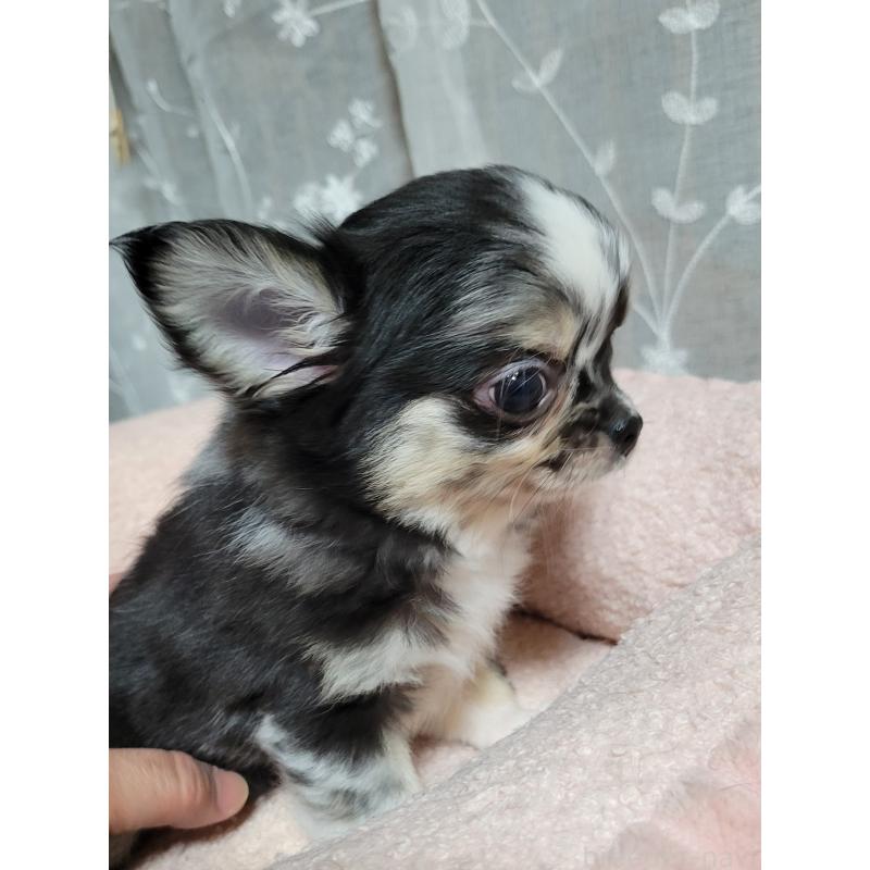 成約済の千葉県のチワワ(ロングコート)-424177の3枚目