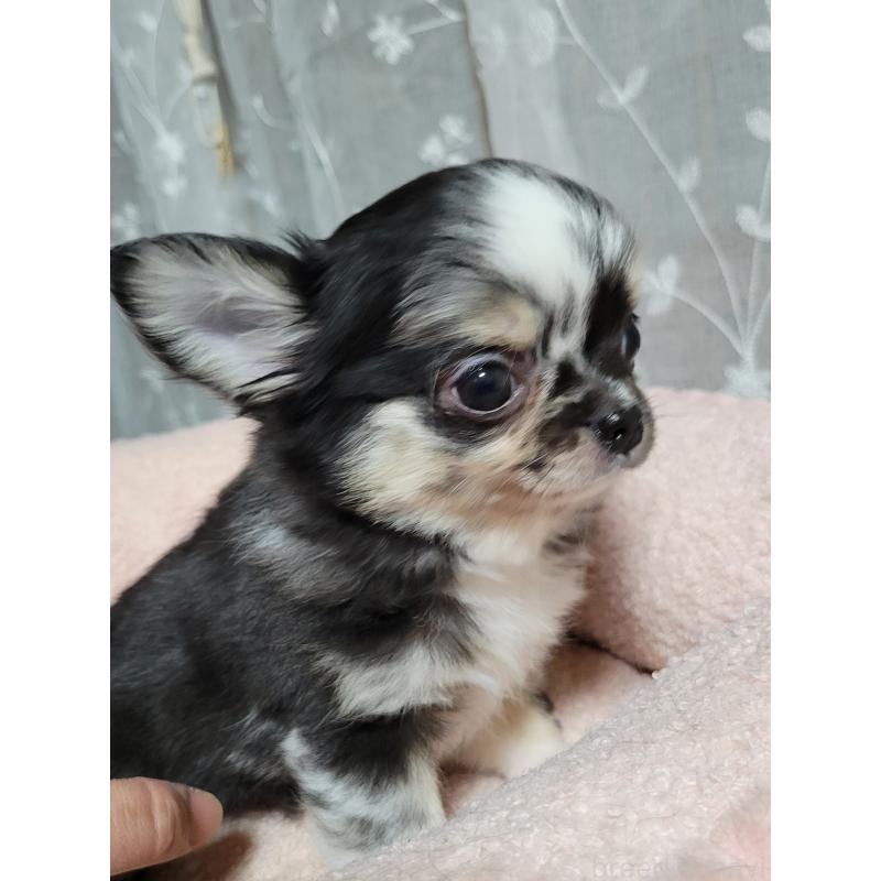 成約済の千葉県のチワワ(ロングコート)-424177の2枚目