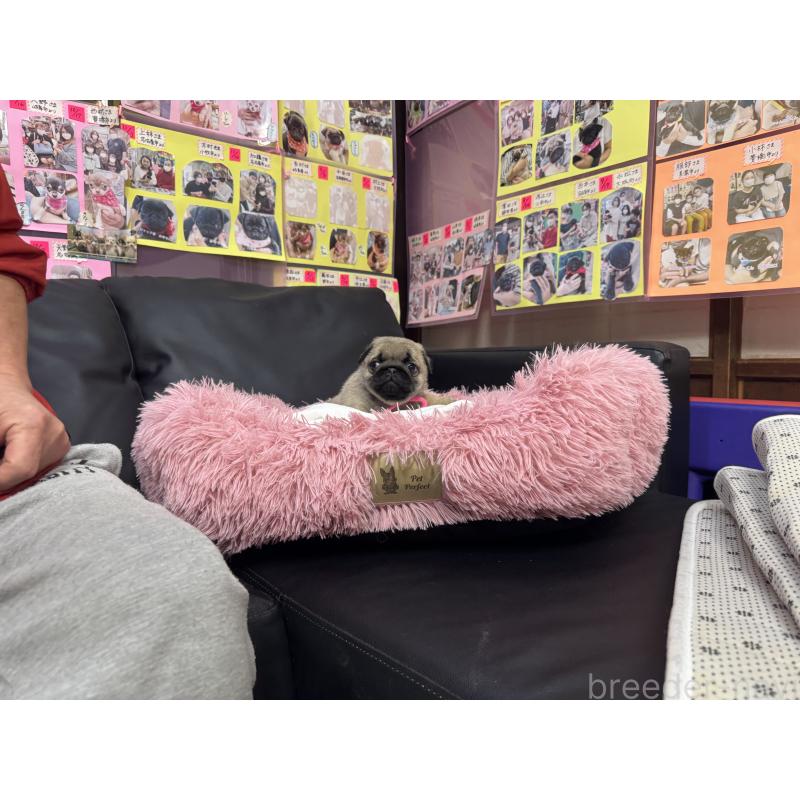 成約済の岐阜県のパグ-432157の8枚目