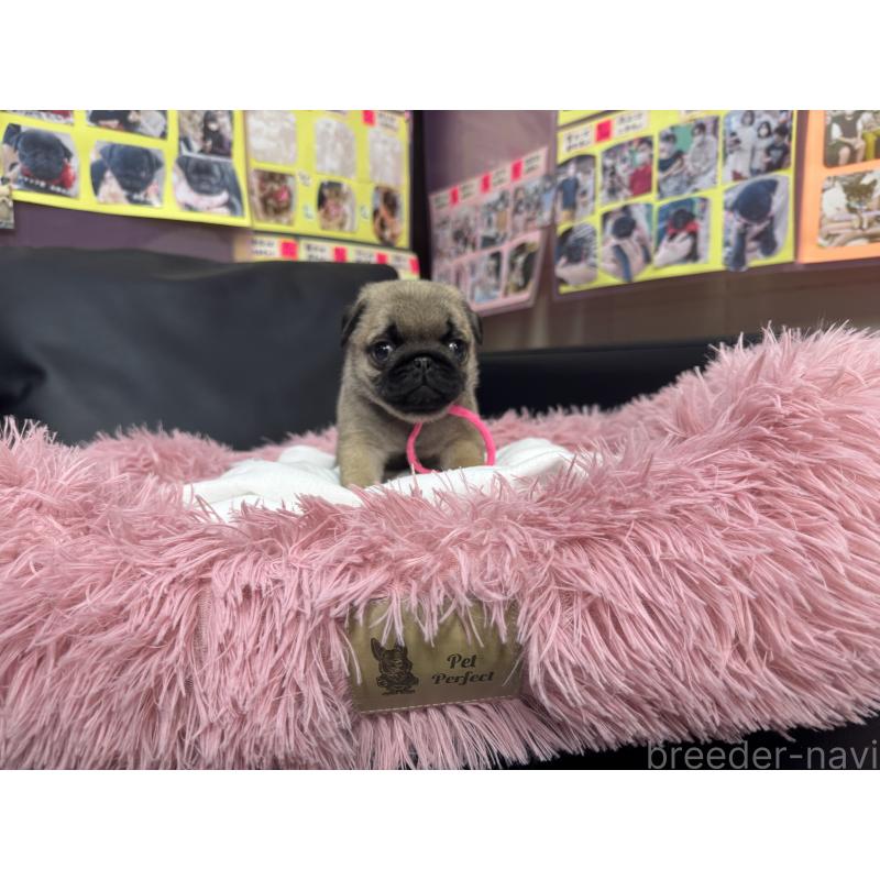 成約済の岐阜県のパグ-432157の7枚目