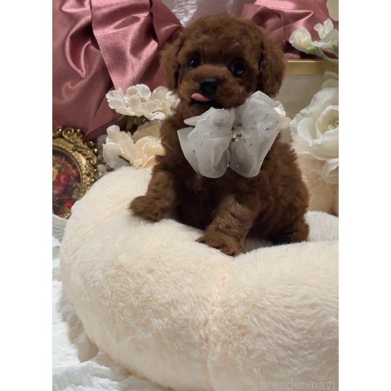 販売中の大阪府のティーカッププードル-433924の14枚目