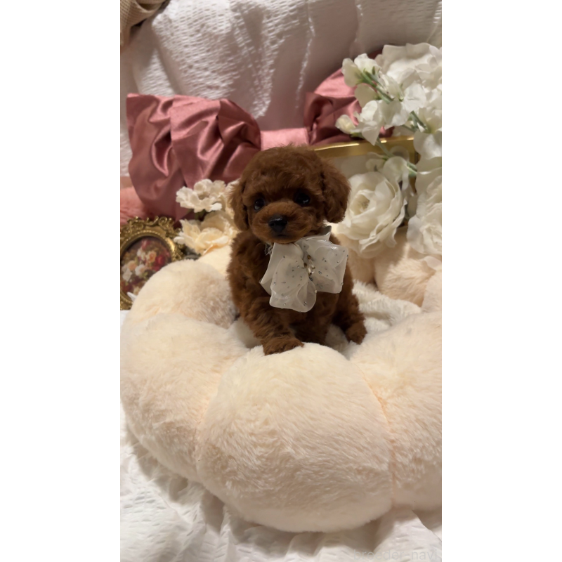 販売中の大阪府のティーカッププードル-433924の13枚目