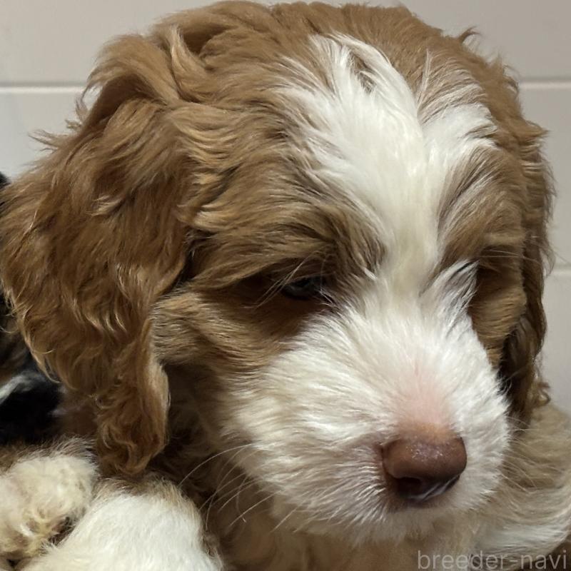 販売中の熊本県のバーニードゥードル:バーニーズ×スタンダードプードル-427089の3枚目