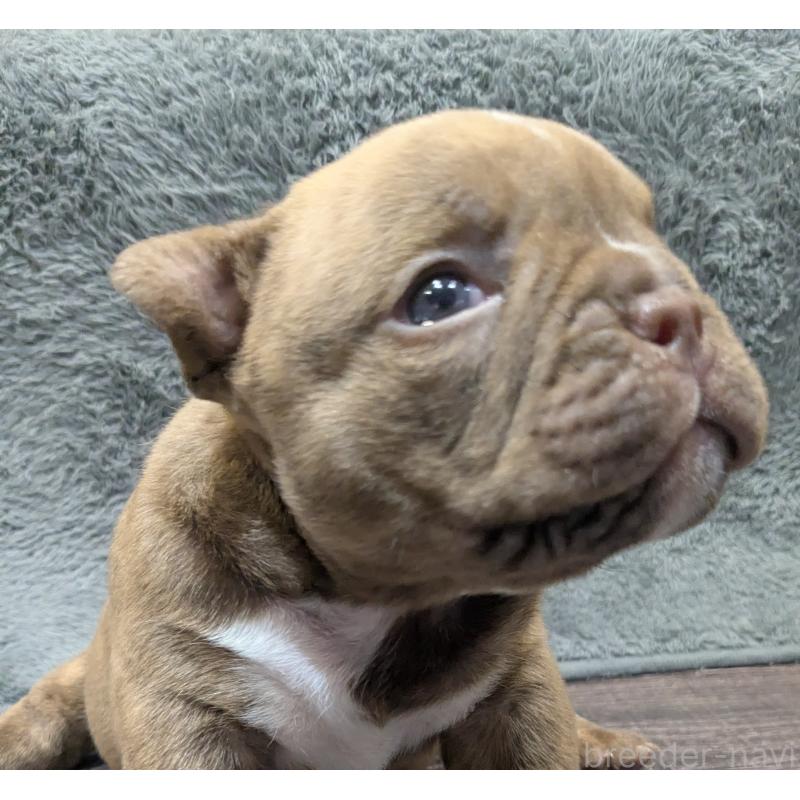 販売中の兵庫県のエキゾチックブリー-437015