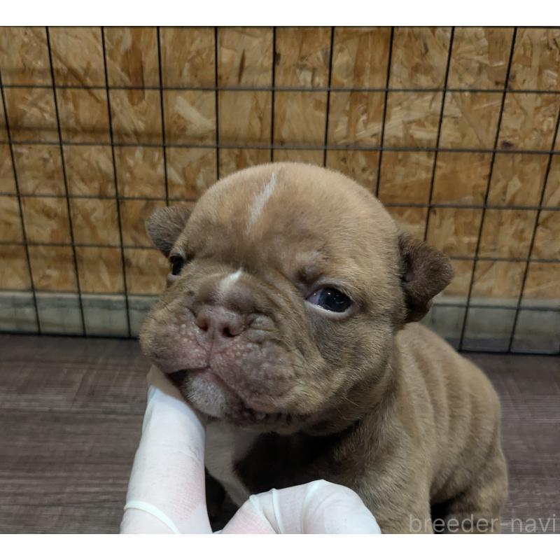 販売中の兵庫県のエキゾチックブリー-437015の4枚目