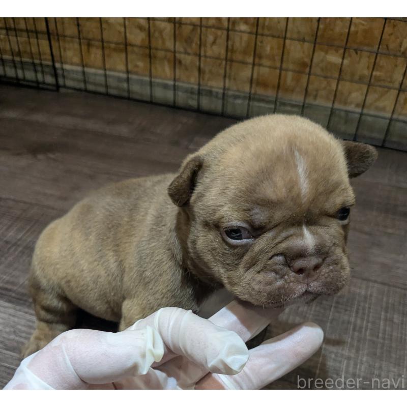 販売中の兵庫県のエキゾチックブリー-437015の3枚目