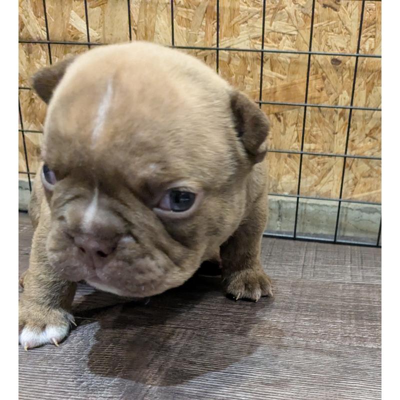 販売中の兵庫県のエキゾチックブリー-437015の2枚目