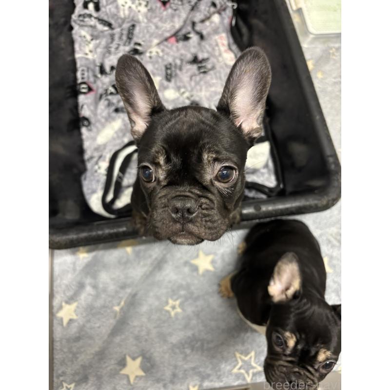 販売中の千葉県のフレンチブルドッグ-427822の3枚目