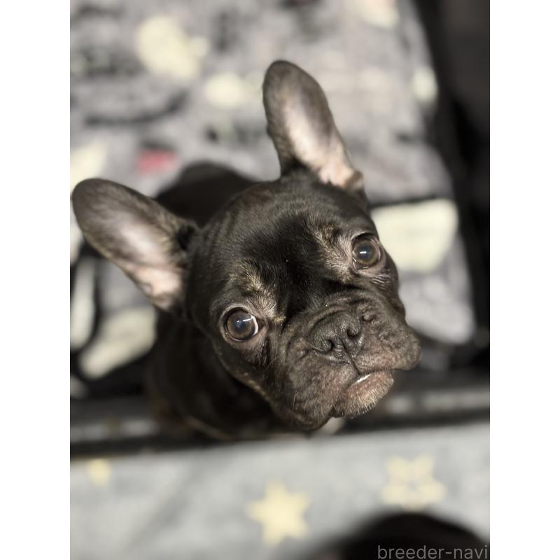 販売中の千葉県のフレンチブルドッグ-427822の2枚目