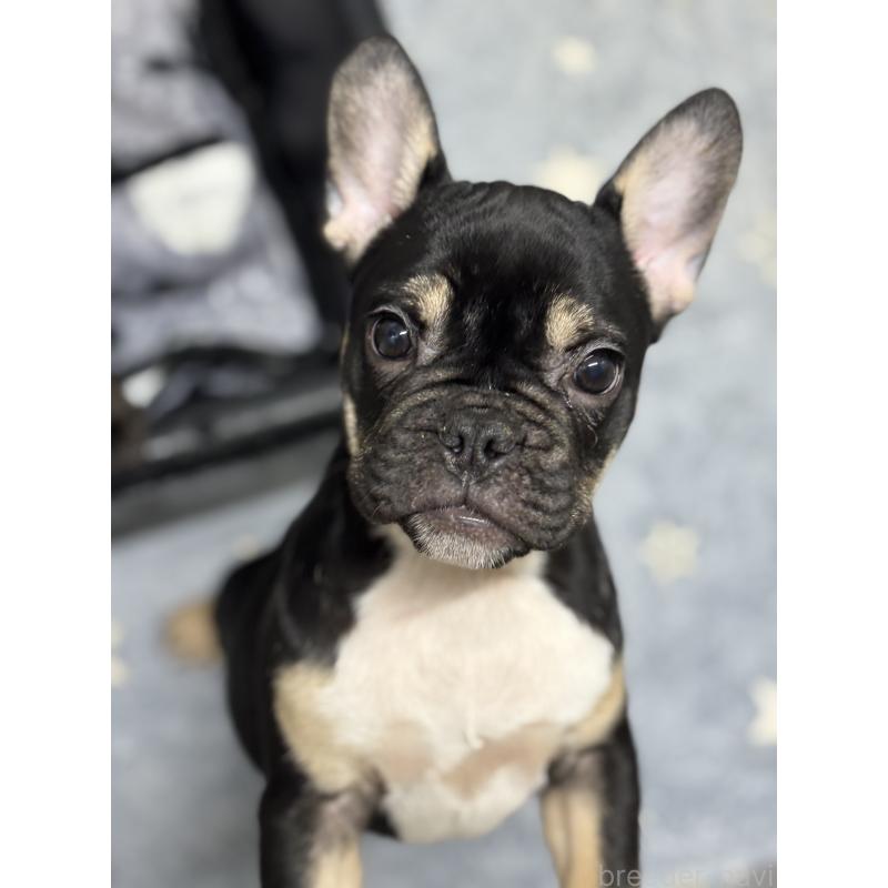 販売中の千葉県のフレンチブルドッグ-427809の3枚目